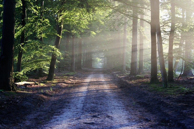 Adventure Forest Hidden Path